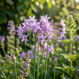 Society Garlic (Tulbaghia violacea) displays clusters of delicate purple flowers on long green stems. This drought-tolerant plant has edible, garlic-flavored leaves, bringing beauty and flavor to your garden.