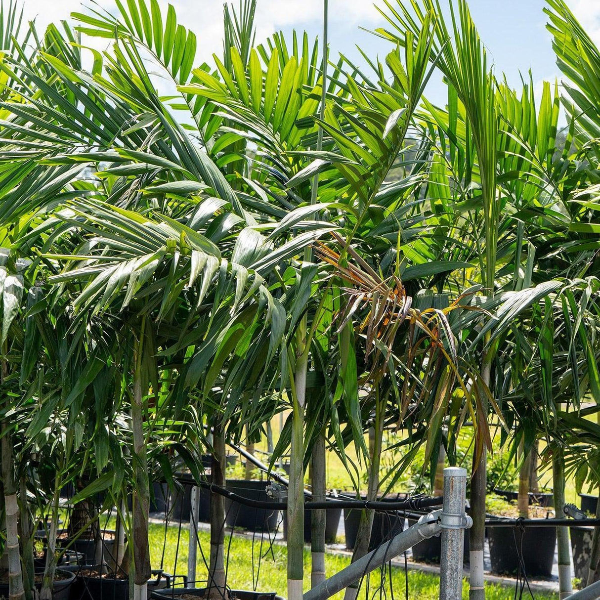 Solitaire Palm - Ptychosperma elegans-Evergreen,Fast Growing,Moderate Water,Outdoor,Palm,Partial Shade,Tropical-Nursery Near Me