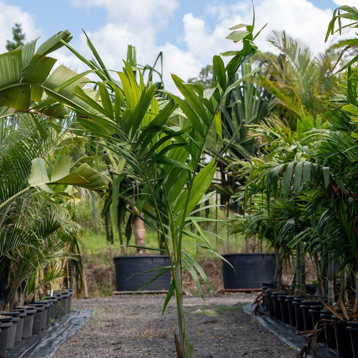 Solitaire Palm - Ptychosperma elegans-Evergreen,Fast Growing,Moderate Water,Outdoor,Palm,Partial Shade,Tropical-Nursery Near Me