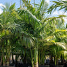 Solitaire Palm