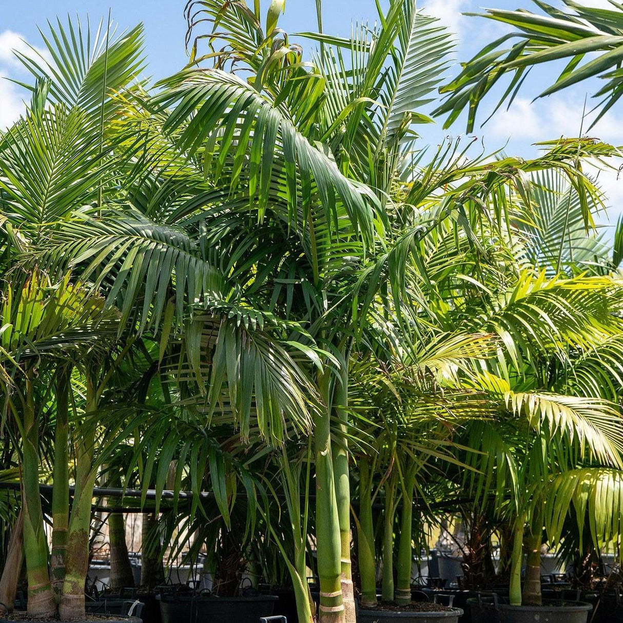 Solitaire Palm - Ptychosperma elegans | Buy Online Australia – Nursery ...