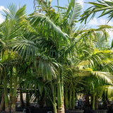 Solitaire Palm - Ptychosperma elegans-Evergreen,Fast Growing,Moderate Water,Outdoor,Palm,Partial Shade,Tropical-Nursery Near Me