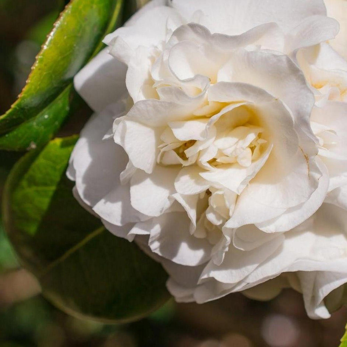 Something Special Camellia - Camellia sasanqua 'Something Special'-Evergreen,Flowering,Moderate Water,Ornamental,Outdoor,Partial Shade,Slow Growing-Nursery Near Me