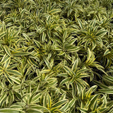 Song of India - Dracaena reflexa-Evergreen,Indoor,Moderate Growing,Moderate Water,Ornamental,Partial Shade,Tropical-Nursery Near Me