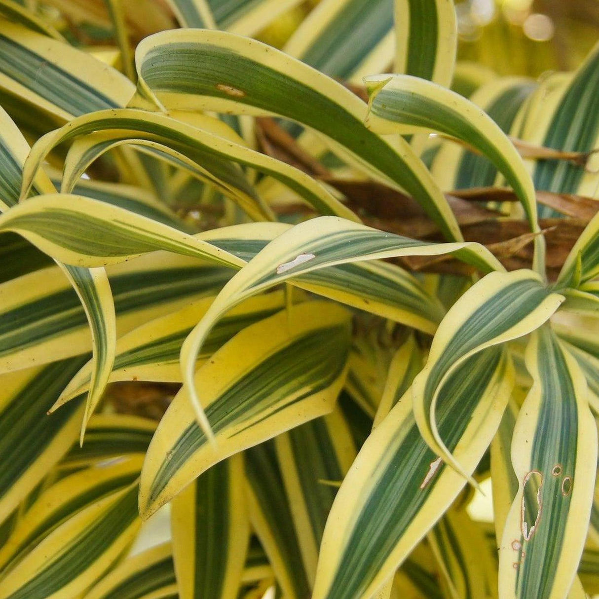 Song of India - Dracaena reflexa-Evergreen,Indoor,Moderate Growing,Moderate Water,Ornamental,Partial Shade,Tropical-Nursery Near Me