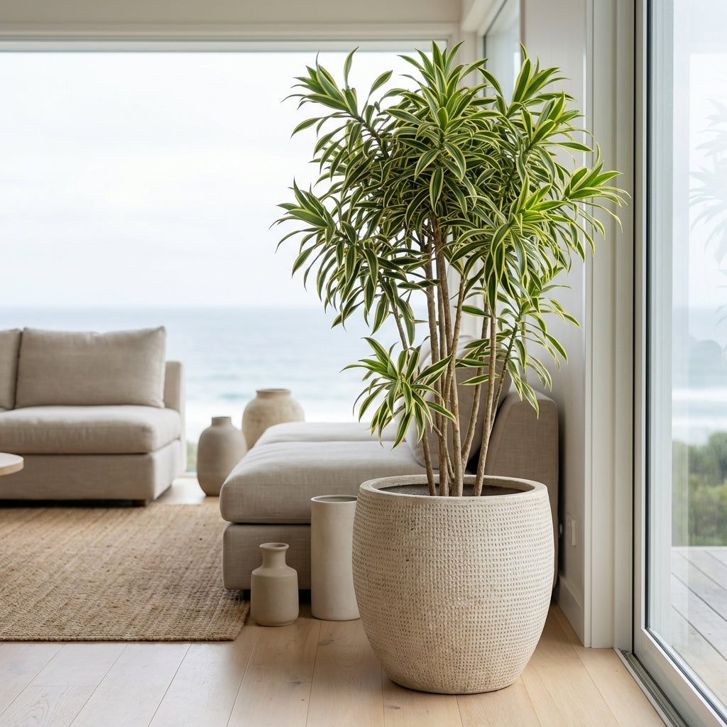 The large potted Song of India - Dracaena reflexa, an air-purifying indoor plant, brightens a modern living room with ocean views and neutral furniture.