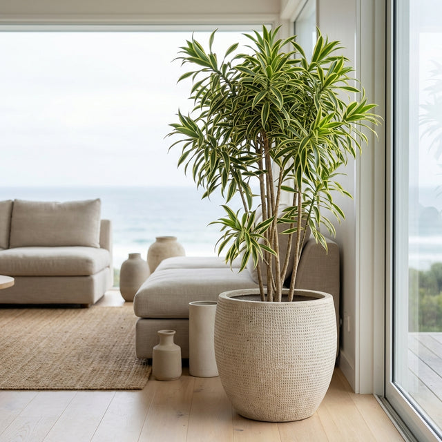 The large potted Song of India - Dracaena reflexa, an air-purifying indoor plant, brightens a modern living room with ocean views and neutral furniture.