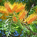 Southern Silky Oak Tree - Grevillea robusta-Evergreen,Fast Growing,Full Sun,Moderate Water,Outdoor,Screening,Tree-Nursery Near Me