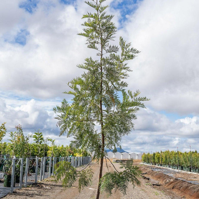 Southern Silky Oak Tree - Grevillea robusta-Evergreen,Fast Growing,Full Sun,Moderate Water,Outdoor,Screening,Tree-Nursery Near Me