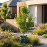 Southworth Dancer™ Birchleaf Pear