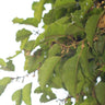 Spanish Cherry