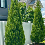Spartan Juniper - Juniperus 'Spartan' trees create a lush evergreen hedge along a white picket fence, enhancing the curb appeal of a modern home on a sunny day.