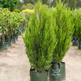 Two tall Spartan Juniper - Juniperus 'Spartan' conifers in Grow Rite bags are displayed at a plant nursery—an ideal drought tolerant, evergreen hedge.