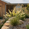 Spear Grass