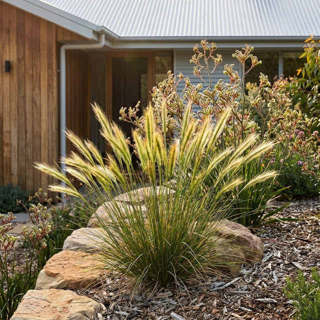 Spear Grass (Austrostipa densiflora), an ornamental Australian native with feathery plumes, grows beside a stone border in a landscaped garden near the house.