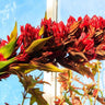 Spear Lily