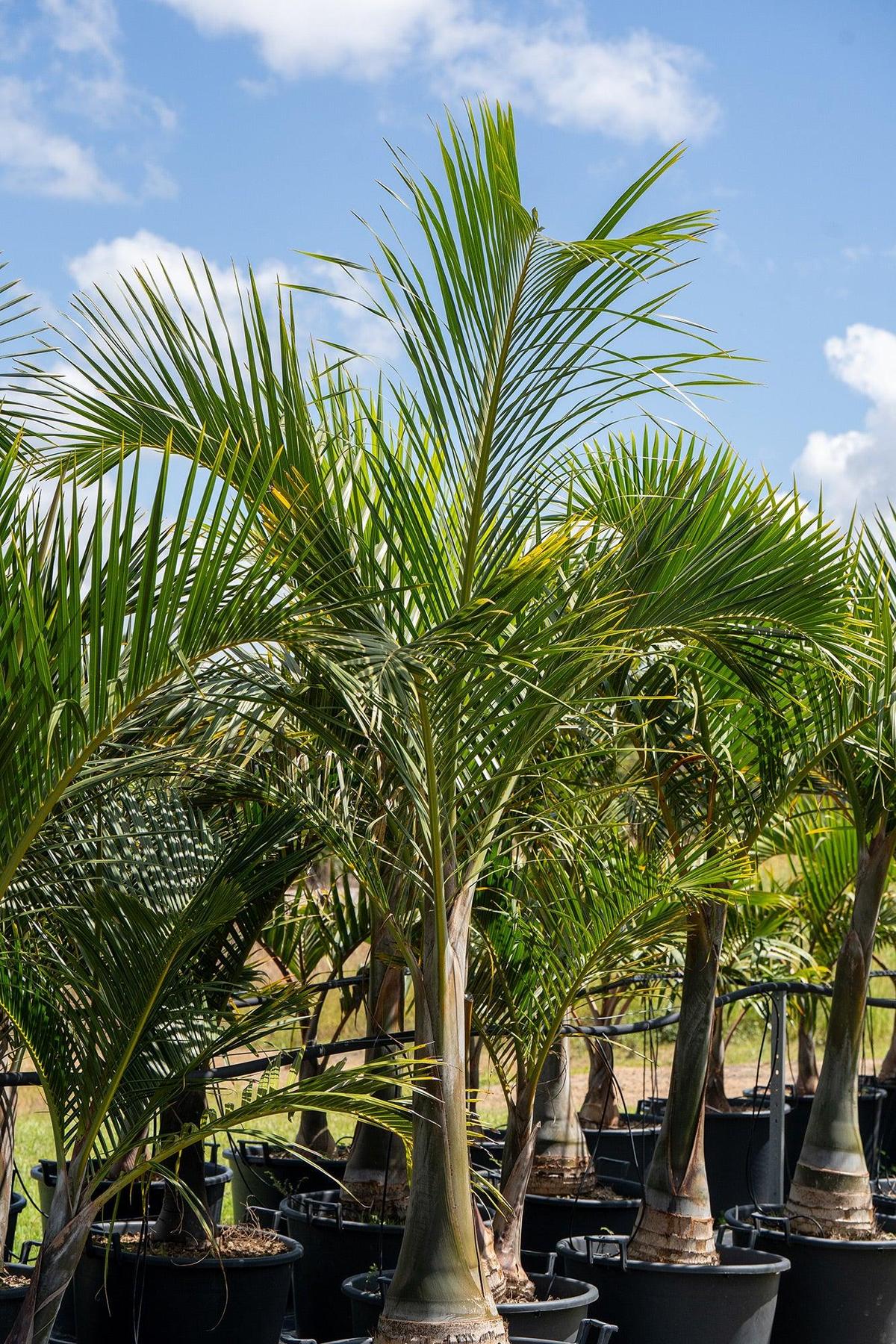 Spindle Palm - Hyophorbe verschaffeltii-Evergreen,Full Sun,Moderate Water,Outdoor,Palm,Slow Growing,Tropical-Nursery Near Me