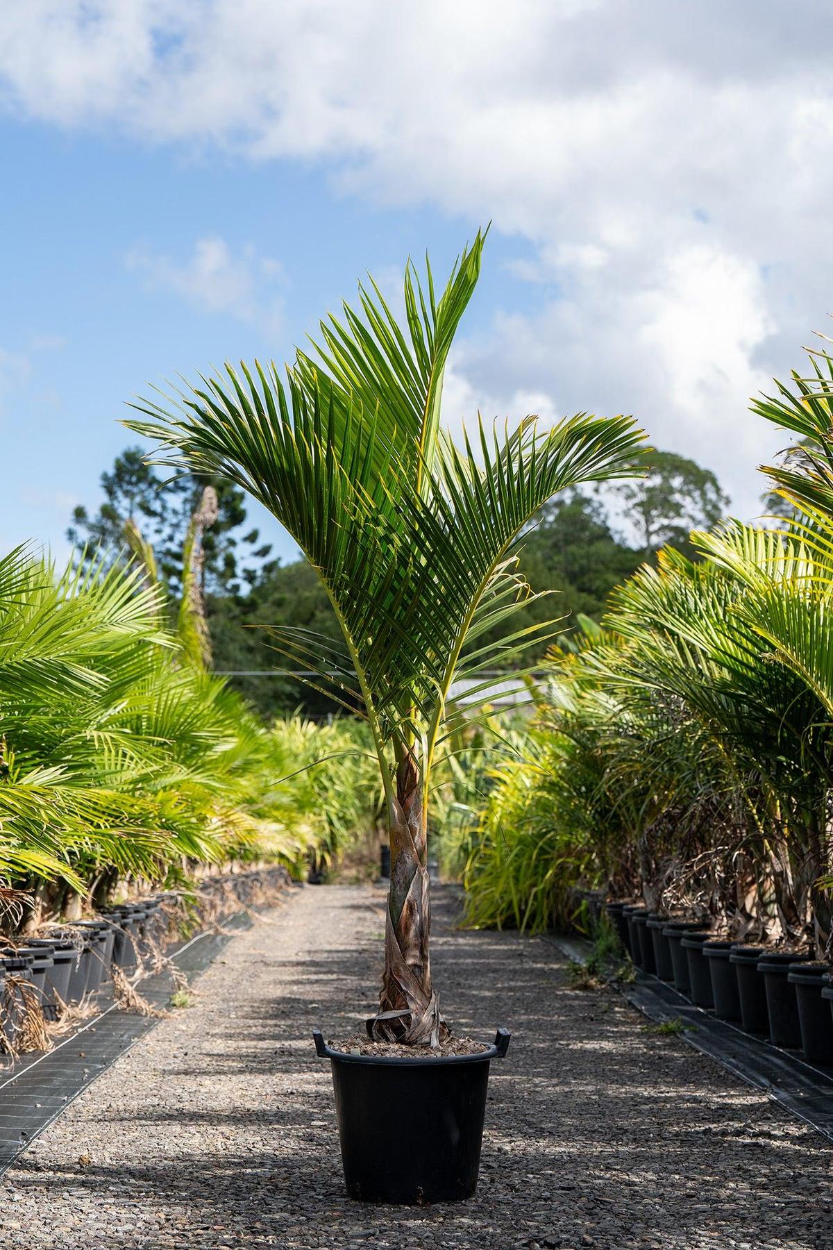 Spindle Palm - Hyophorbe verschaffeltii-Evergreen,Full Sun,Moderate Water,Outdoor,Palm,Slow Growing,Tropical-Nursery Near Me