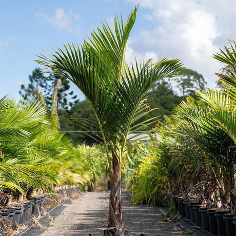 Spindle Palm - Hyophorbe verschaffeltii-Evergreen,Full Sun,Moderate Water,Outdoor,Palm,Slow Growing,Tropical-Nursery Near Me