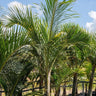 Spindle Palm