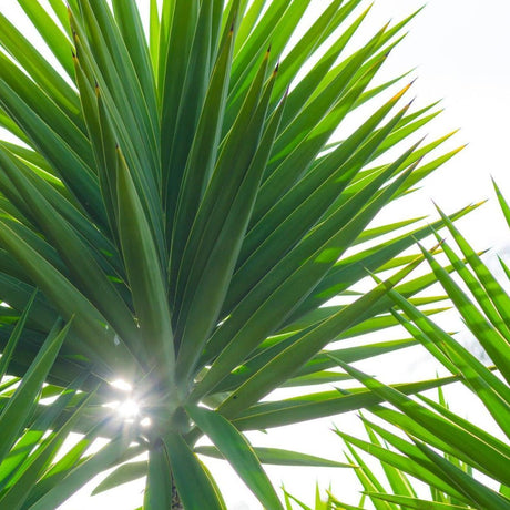 Spineless Yucca - Yucca elephantipes-Evergreen,Full Sun,Low Water,Moderate Growing,Ornamental,Outdoor,Tree-Nursery Near Me