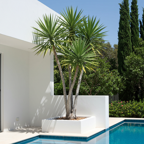 A Spineless Yucca (Yucca elephantipes) in a white planter stands beside a modern pool, its spiky leaves creating a striking contrast with the surrounding lush greenery.