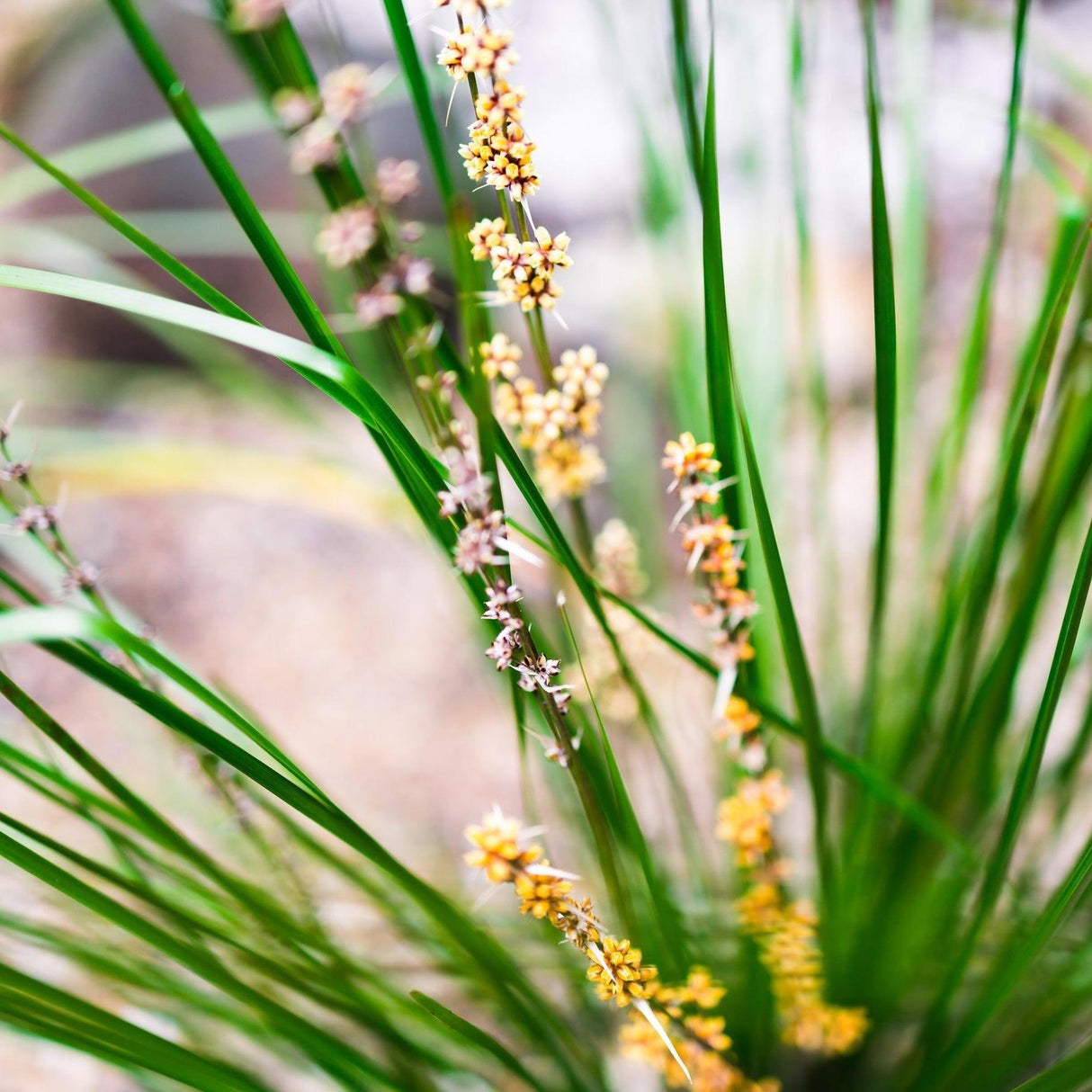 Close-up of green, grass-like leaves of Spiny Head Mat Rush - Lomandra longifolia 'Verday', an Australian native with small yellow and pale purple flower clusters. This drought-tolerant variety is both attractive and resilient.
