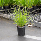 A Spiny Head Mat Rush (Lomandra longifolia 'Verday'), a grass-like plant with long, thin green leaves, is displayed in a pot on a black surface in the nursery.