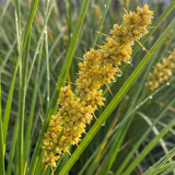 Close-up of a yellow, spiky flower cluster of Spiny Head Mat Rush (Lomandra longifolia 'Verday'), an Australian native, among green grass-like leaves with water droplets.