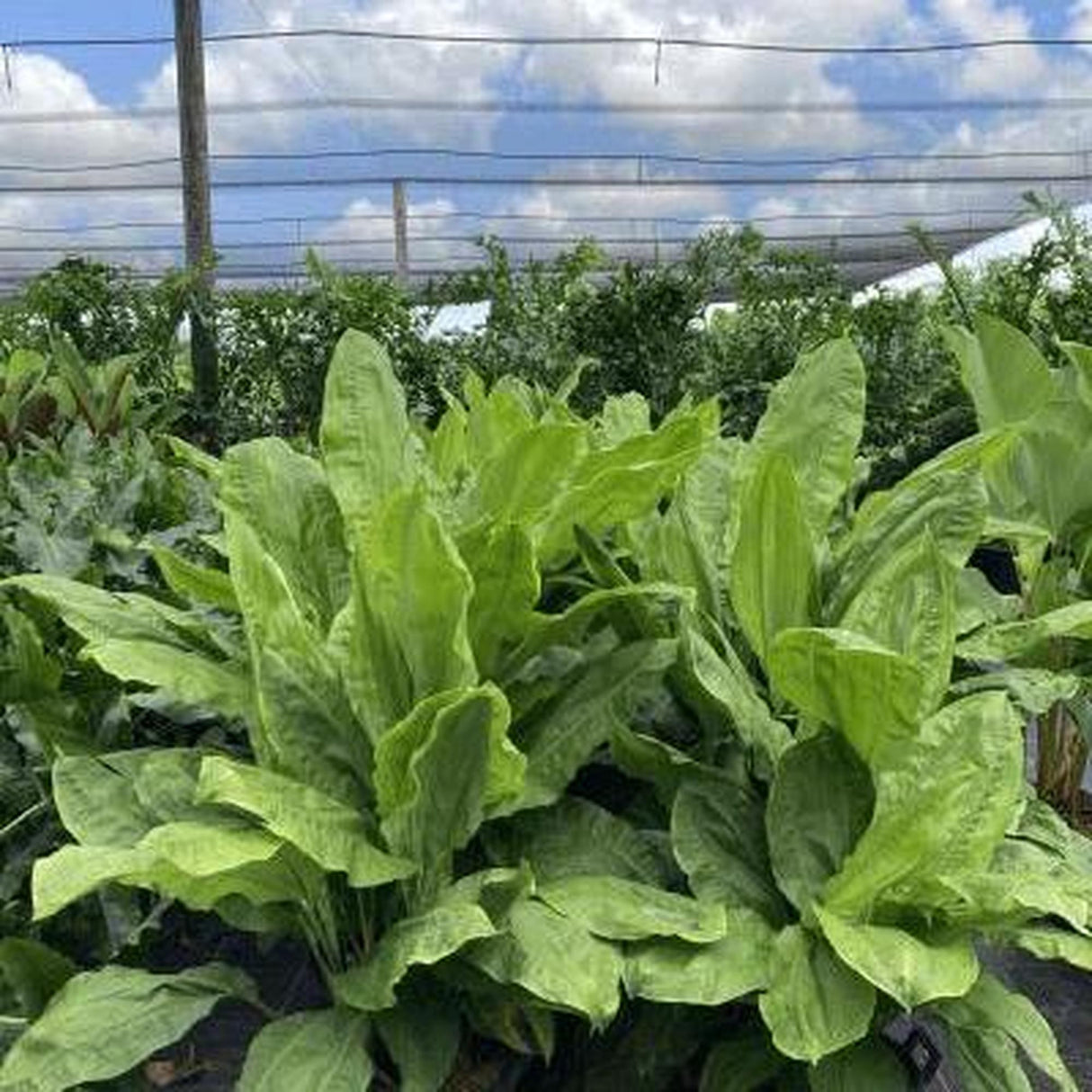 Split Leaf Cyclanthus - Cyclanthus bipartitus-Evergreen,Indoor,Moderate Water,Ornamental,Partial Shade,Slow Growing,Tropical-Nursery Near Me