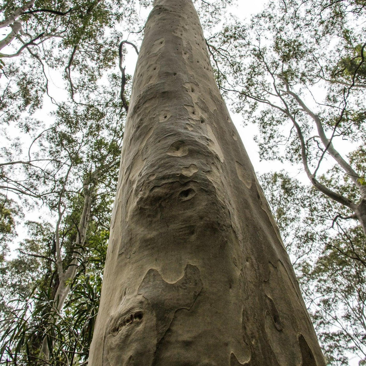 Spotted Gum - Corymbia maculata-Evergreen,Fast Growing,Full Sun,Moderate Water,Native,Outdoor,Tree-Nursery Near Me