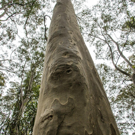 Spotted Gum - Corymbia maculata-Evergreen,Fast Growing,Full Sun,Moderate Water,Native,Outdoor,Tree-Nursery Near Me