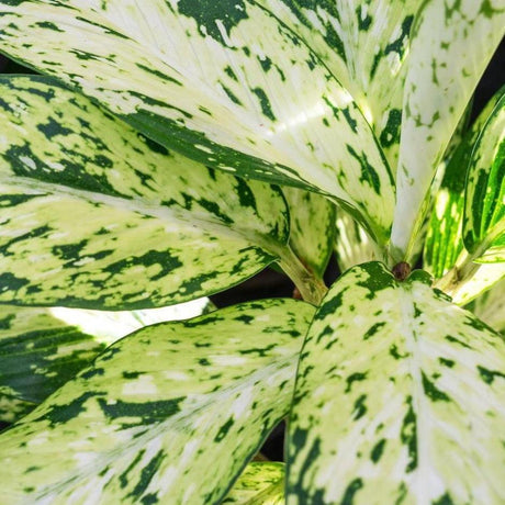 Star Bright Dumb Cane - Dieffenbachia 'Star Bright'-Evergreen,Indoor,Moderate Water,Ornamental,Partial Shade,Slow Growing,Tropical-Nursery Near Me