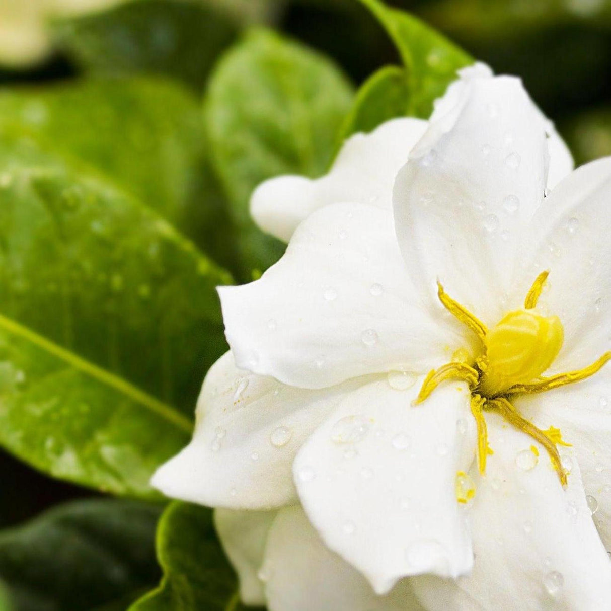 Star Gardenia - Gardenia grandiflora 'Star'-Evergreen,Flowering,Moderate Growing,Moderate Water,Outdoor,Partial Shade,Shrub-Nursery Near Me