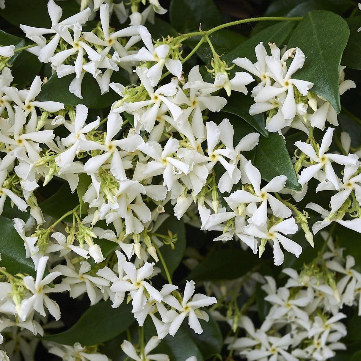 Star Jasmine - Trachelospermum jasminoides-Climber,Evergreen,Fast Growing,Flowering,Full Sun,Moderate Water,Outdoor,Subtropical,Tropical-Nursery Near Me