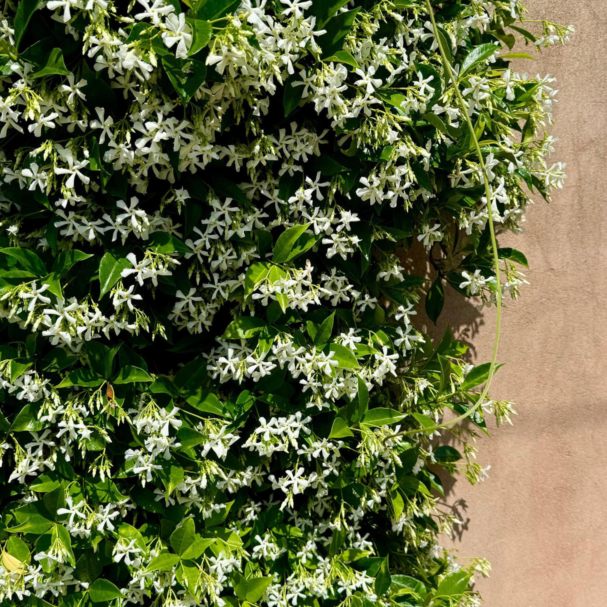 Star Jasmine - Trachelospermum jasminoides-Climber,Evergreen,Fast Growing,Flowering,Full Sun,Moderate Water,Outdoor,Subtropical,Tropical-Nursery Near Me