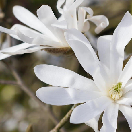 Star Magnolia - Magnolia stellata-Deciduous,Flowering,Full Sun,Moderate Growing,Moderate Water,Ornamental,Outdoor-Nursery Near Me