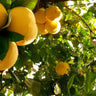 Star Ruby Grapefruit Tree
