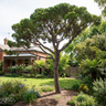 Stone Pine