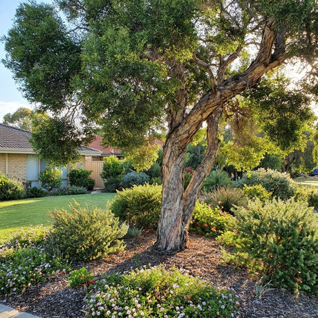 A large Stout Paperbark (Melaleuca preissiana) with textured bark grows in a sunny, well-kept garden by a tiled-roof house, thriving in moist soil.