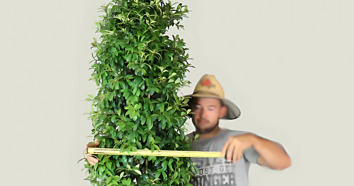 Straight and Narrow Lilly Pilly $22.95 ($45.95) + more 50% off Nursery Near Me special offers