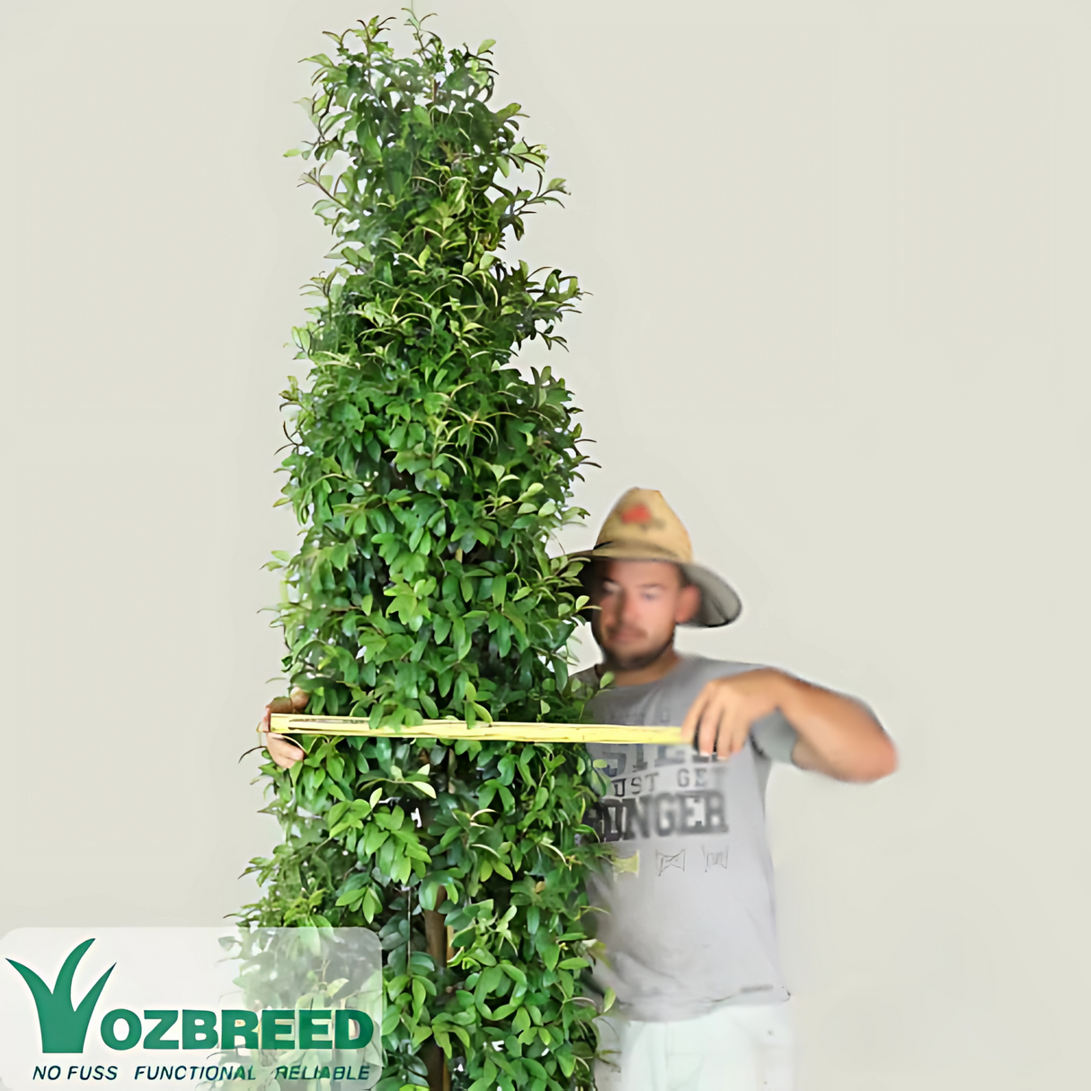 A person in a hat measures the width of a tall, leafy Straight and Narrow™ Lilly Pilly—Syzygium australe ‘SAN01’ PBR Intended—ideal for privacy screens; OZBREED logo in the corner.