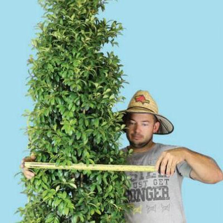 Straight and Narrow Lilly Pilly, Syzygium australe SAN01 PBR (Ozbreed photo)