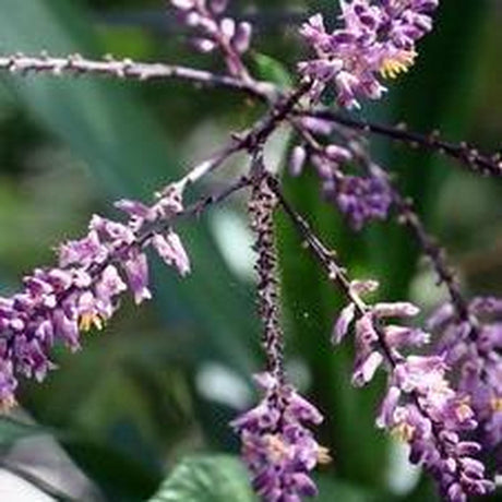 Stricta Cordyline - Cordyline stricta-Evergreen,Moderate Growing,Moderate Water,Outdoor,Partial Shade,Screening,Shrub,Tropical-Nursery Near Me