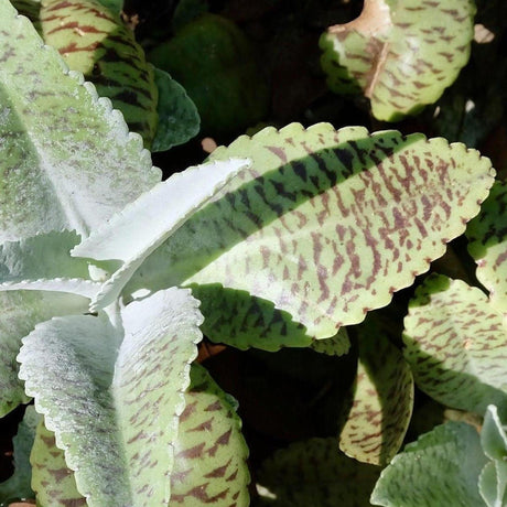 Striped Kalanchoe - Kalanchoe humilis-Evergreen,Indoor,Low Water,Moderate Growing,Partial Shade,Succulent,Tropical-Nursery Near Me