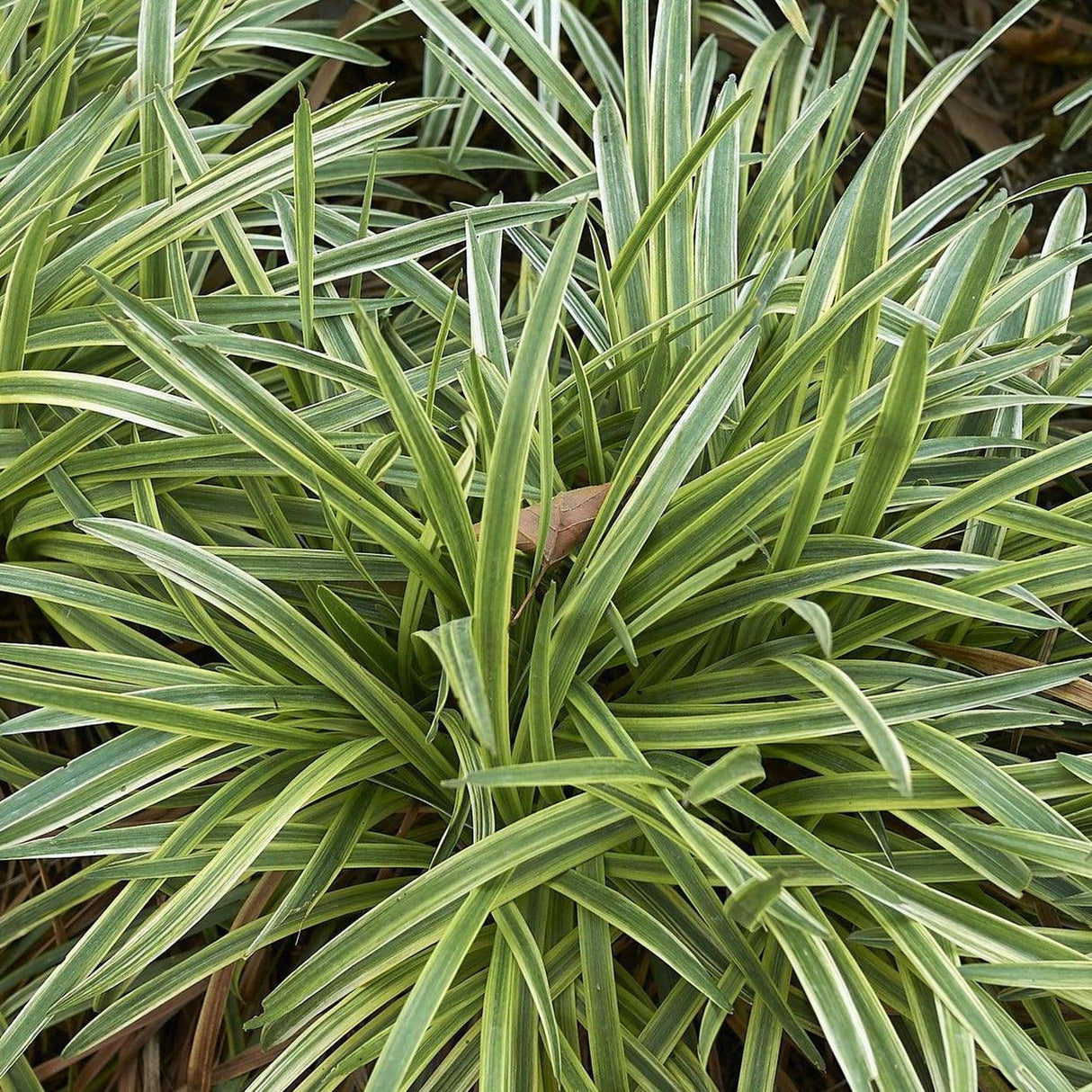 Stripey White Lilyturf - Liriope muscari 'Stripey White'-Evergreen,Ground Cover,Moderate Water,Ornamental,Outdoor,Partial Shade,Slow Growing-Nursery Near Me