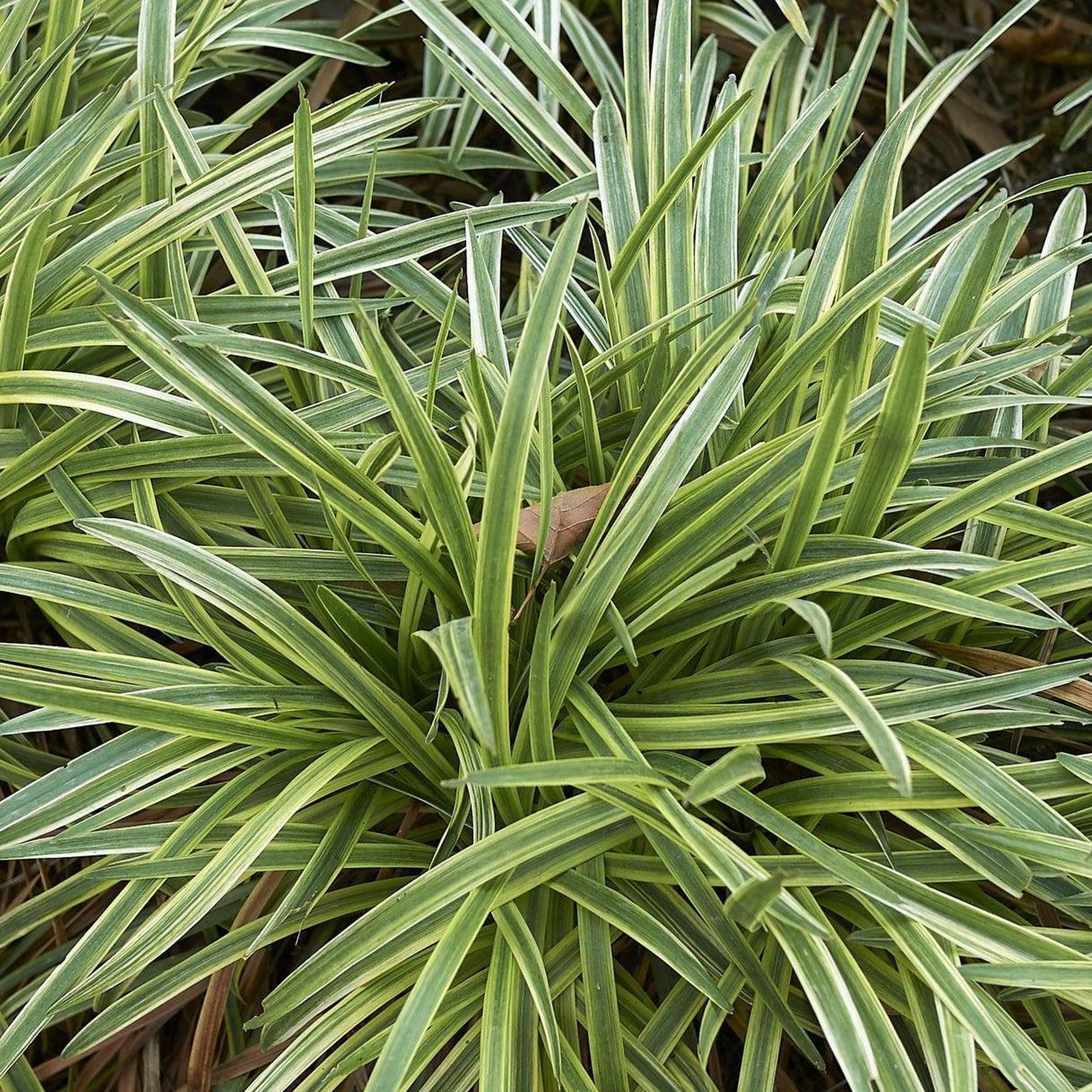 lily turf white Stripey White Lilyturf - Liriope muscari 'Stripey White'