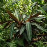 Stromanthe sanguinea