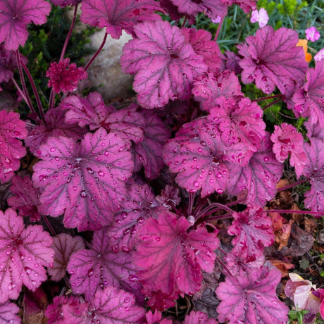 Sugar Plum Heuchera - Heuchera 'Sugar Plum'-Evergreen,Moderate Water,Ornamental,Outdoor,Partial Shade,Shrub,Slow Growing-Nursery Near Me