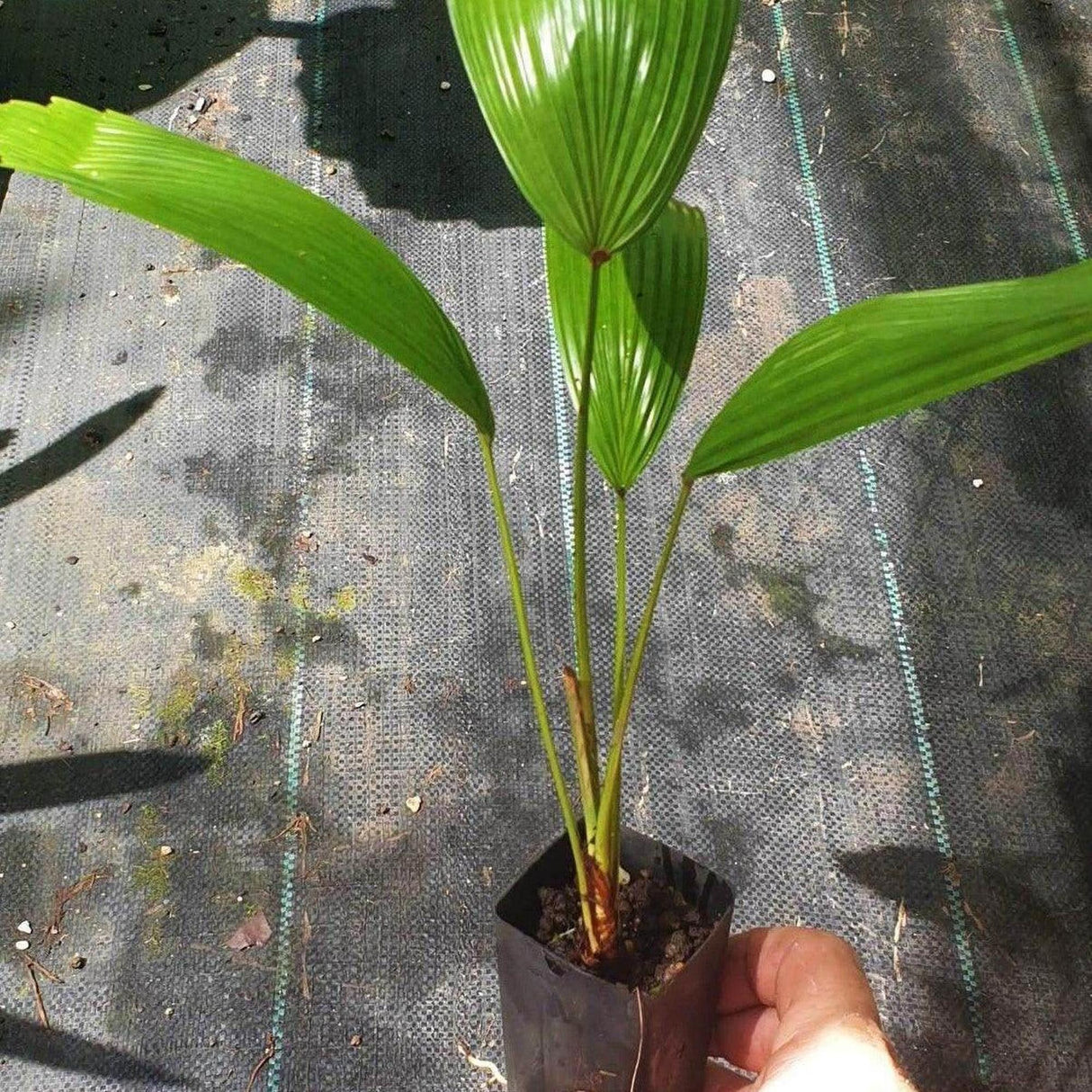 Sumawongii Fan Palm - Licuala peltata var. sumawongii-Evergreen,Moderate Water,Outdoor,Palm,Partial Shade,rare,Slow Growing,Tropical-Nursery Near Me